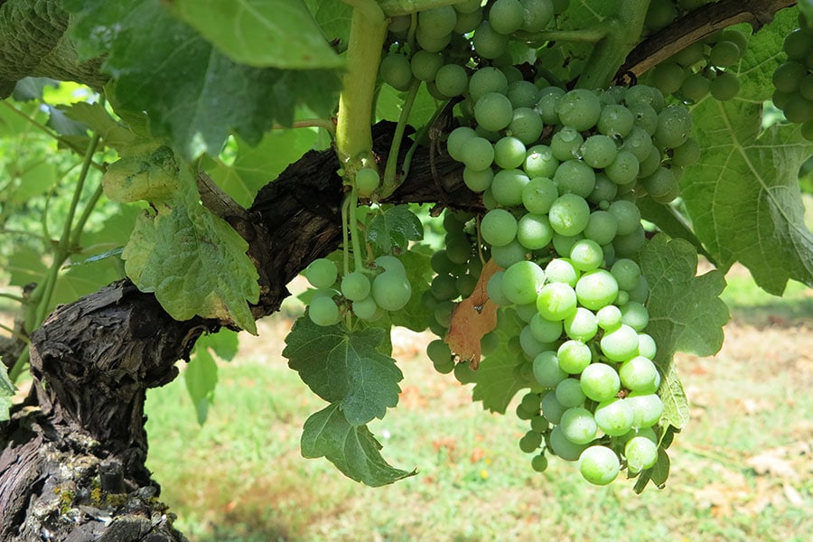 Raisin pour la production de vin de pays du Périgord du Domaine de la Vitrolle